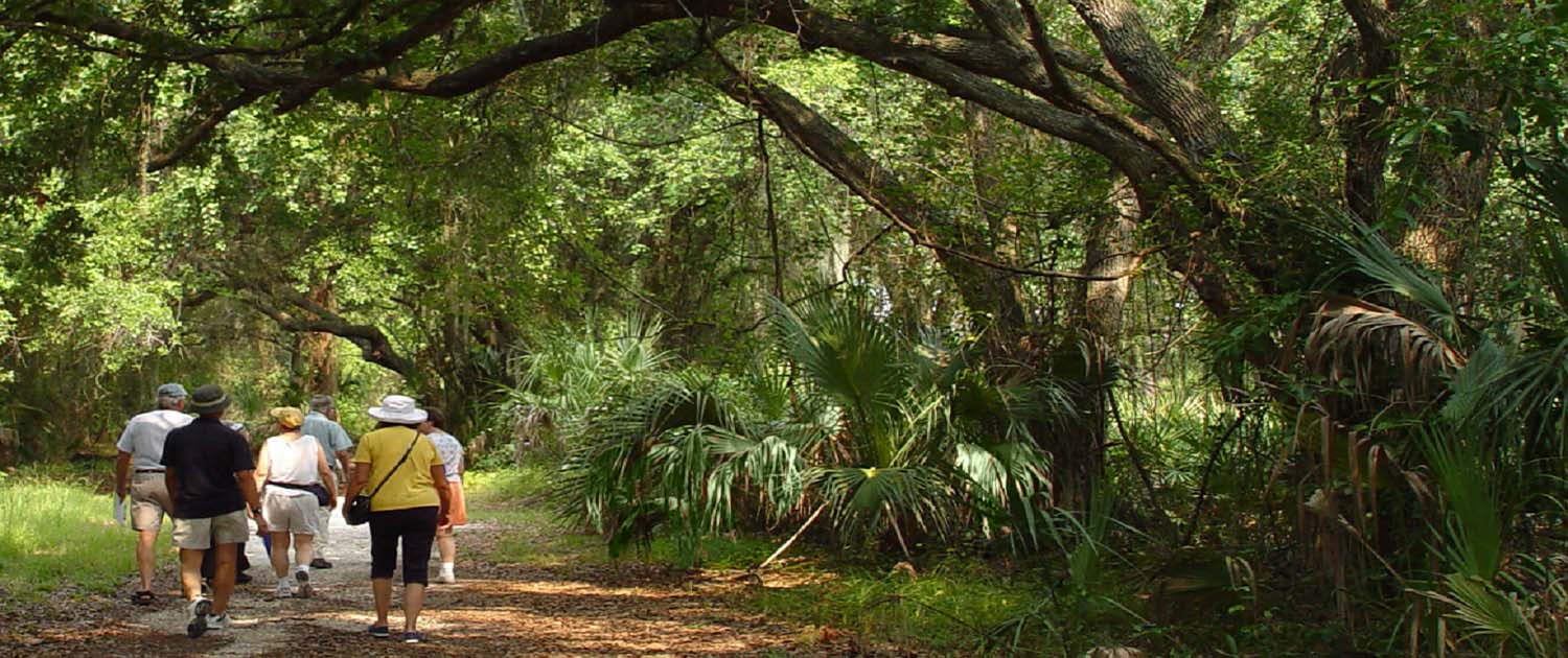 tourist walking under oak trees