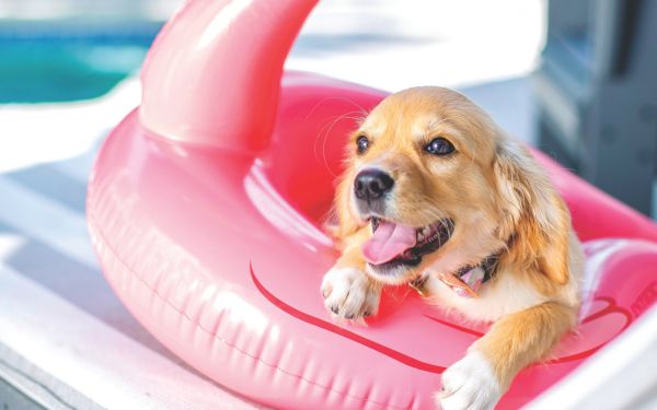 Dog Friendly Properties on St Simons Island