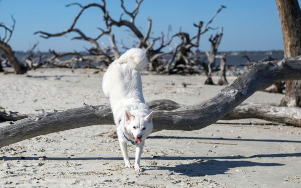Pet Friendly Activities on St Simons and Jekyll Island