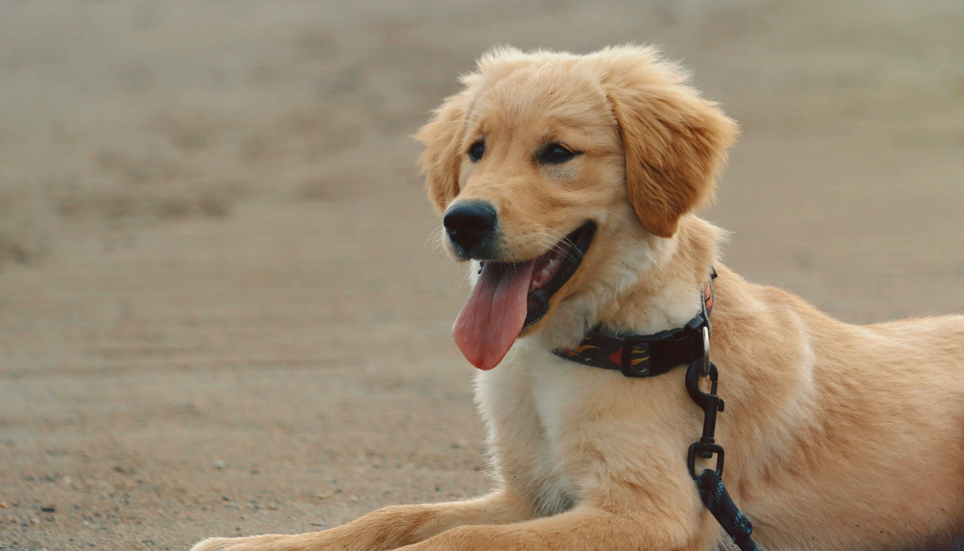 dog on st simons island beach