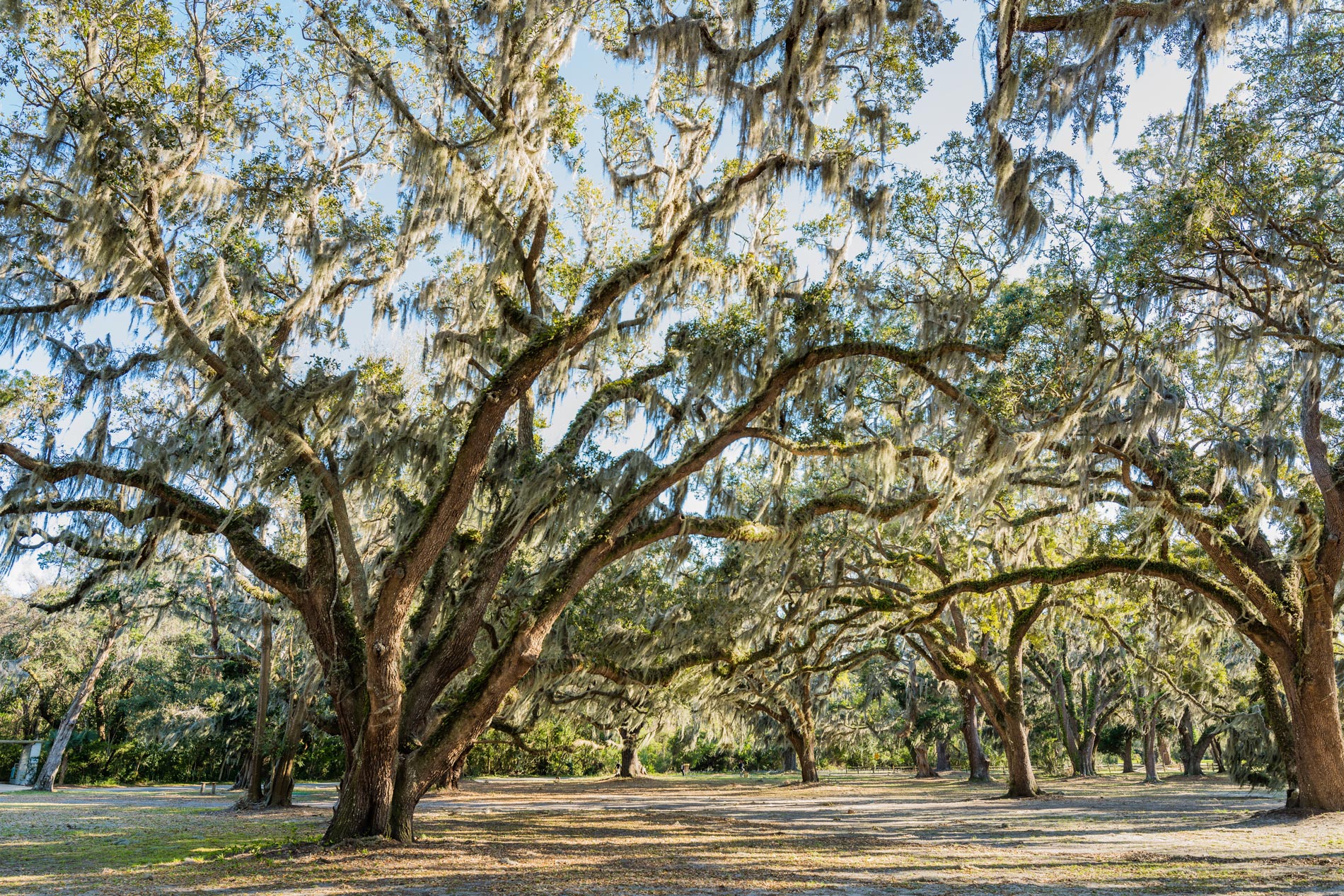Golden Isles trees